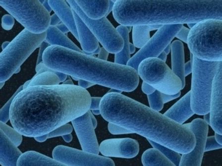 Plant Life: Archaea