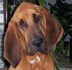 aventuras  cuatro patas bloodhound el perro de san humberto