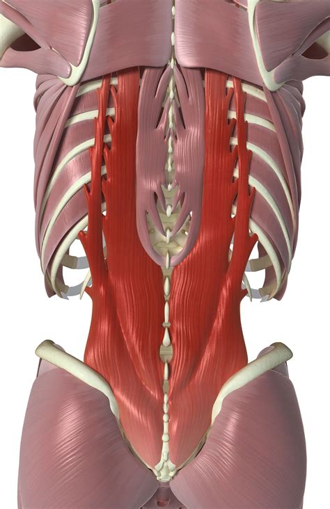 Back Muscles Lumbar at Lachlan Legge blog