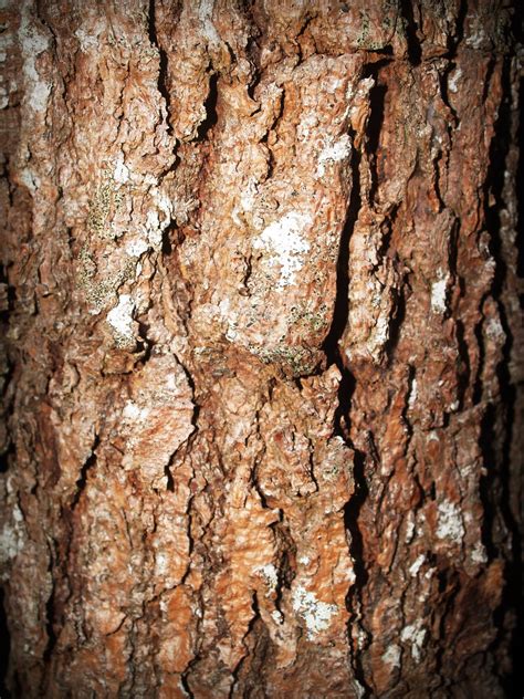 540x960 wallpaper | brown tree brunch | Peakpx