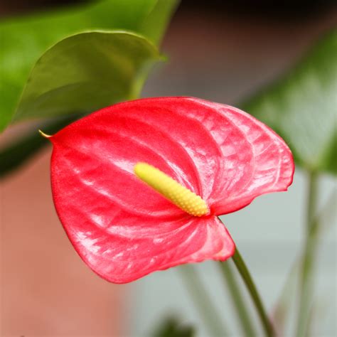 Anthurium Andraeanum 'Flamingo Flower' - Various Sizes – Northern Ridge
