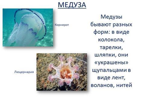 Презентация - Морские обитатели
