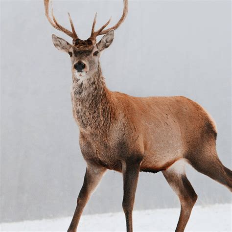 deer prints downloadable prints art print photography print etsy