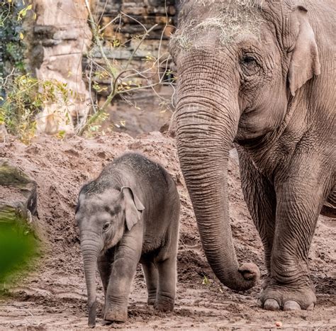 Elephants K Selected Species