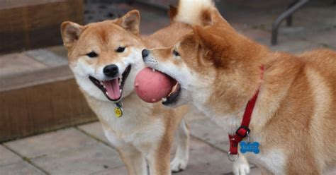 Looking For A Shiba?