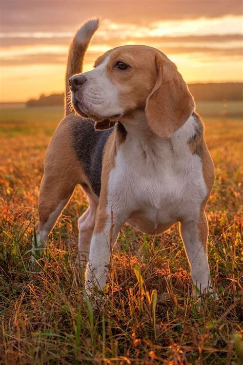 beagle colors  coat patterns beagle reference beagle photography