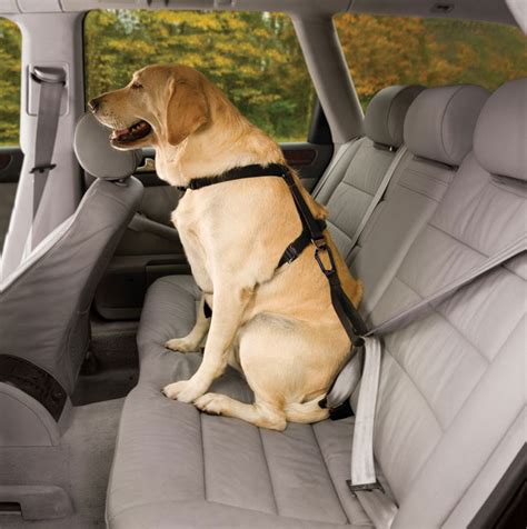 The Safe Ride Solution: 5 Ways To Harness Your Dog's Joy (And Yours) In The Car
