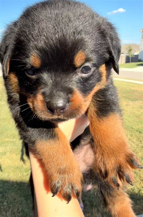 Rottweiler Puppies For Sale In Texas