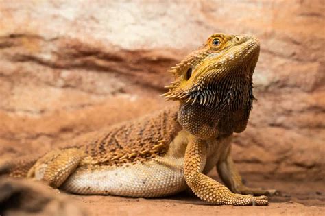 common reasons  bearded dragon  puffing    animals