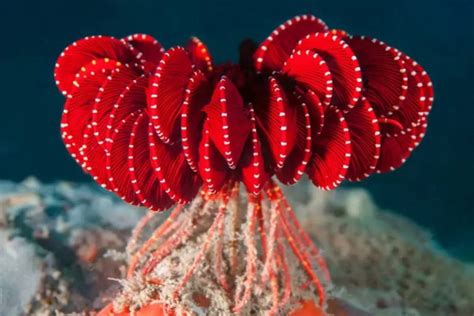 Antarctic Strawberry Feather Star: A Newly Discovered Marine Marvel ...