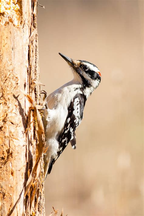 Hairy Woodpecker - New York #birds | Bird, Woodpecker, Animals