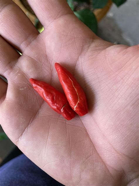 Tobasco peppers splitting. Is this normal? : r/gardening