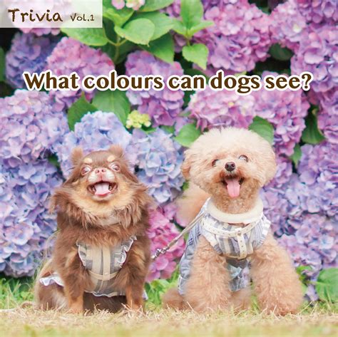 Dr.mammal - [ What colours can dogs see? ] A dog's colour...
