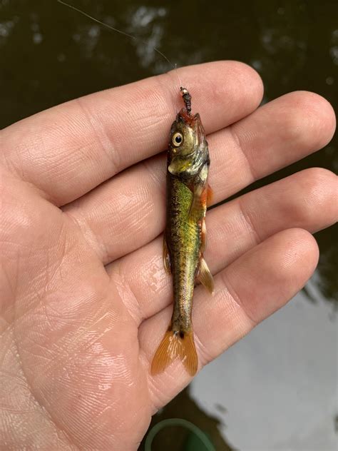 Minnow love... here's a Streamline chub : MicroFishing