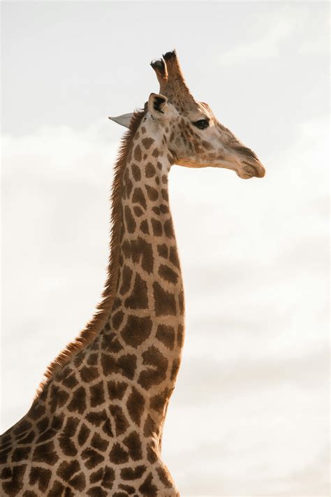 Imagenes De Jirafas 4