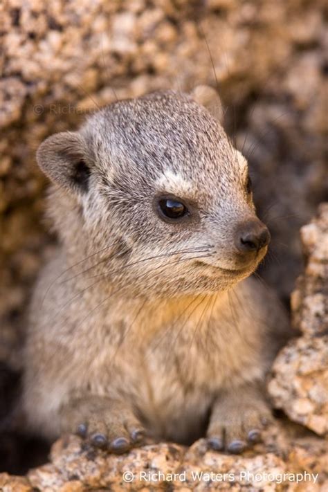 hyrax hyraxes hyrax aesthetic hyrax wallpaper hyrax animal animals ...