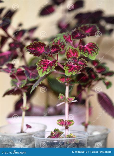 Botany.the Reproduction of Plants.Seedlings of the Red Coleus Plant