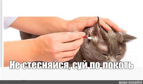 Создать мем "кошки, уши котенка, отит у кошек" - Картинки - Meme ...