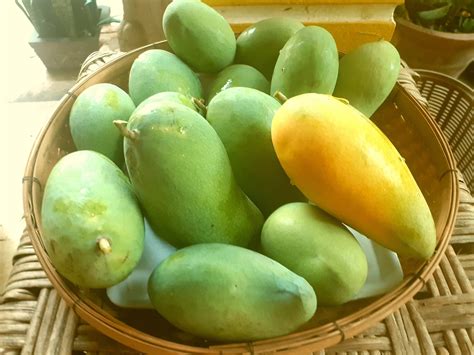 Are Mangoes In Season In December at Winston Hetherington blog