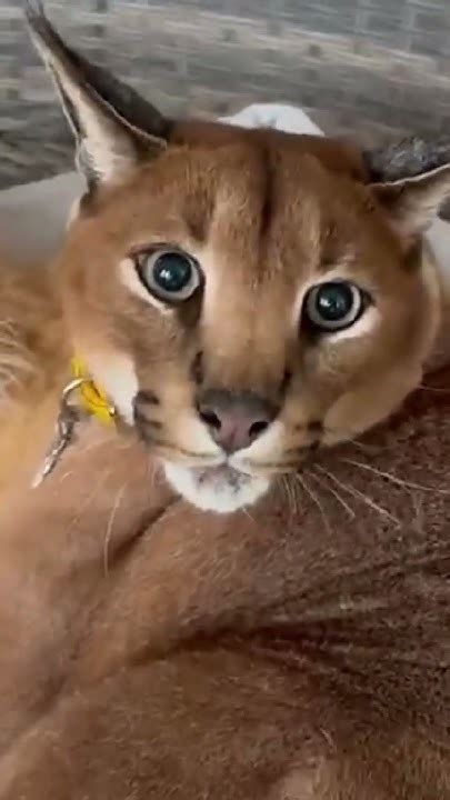 @caracal_pumba Что происходит в голове у шимпанзе?... - YouTube
