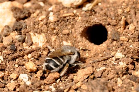 Digger Bee - Anthophora urbana by Poolbandit on DeviantArt
