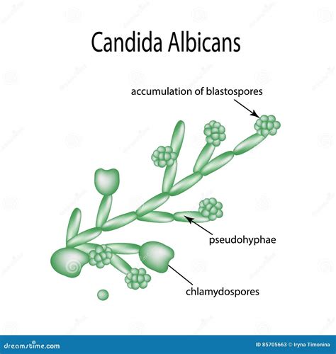 Struktur Von Candida Albicans Infographics Auch Im Corel Abgehobenen