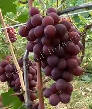 Описание сорта винограда Памяти учителя: фото и отзывы | Vinograd-Loza