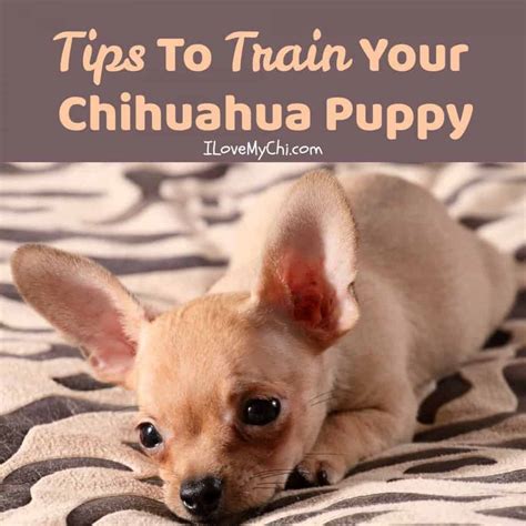 Tips To Train Your Chihuahua Puppy - I Love My Chi