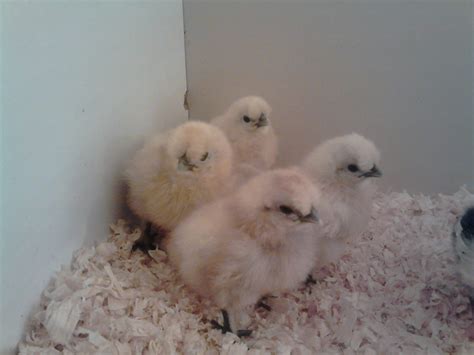 silkie sexing | BackYard Chickens - Learn How to Raise Chickens