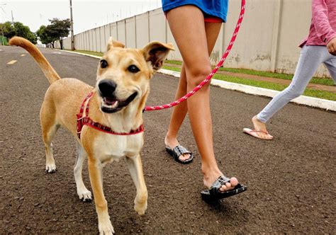 how to stop a dog from pulling when you walk