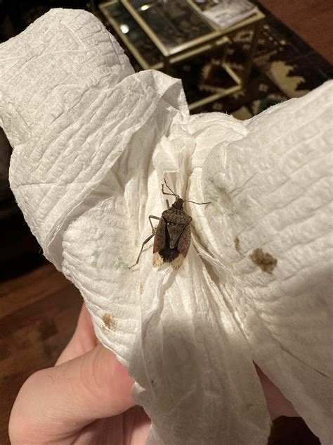 Ridding House Of Stink Bugs