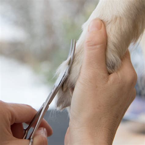 Dog Grooming - Posh Paws Greenville