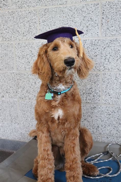 Scheduling — Imperial Canine Obedience