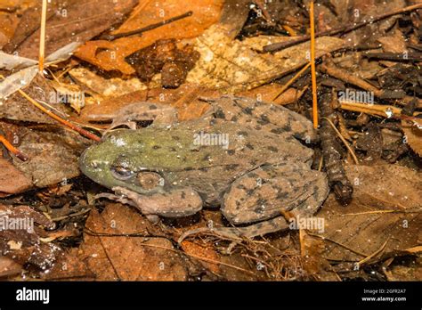 Disturbing Hibernating Frogs Clipart