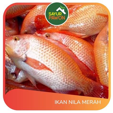 jual ikan nila segar   gram sayur pawon jogja shopee indonesia