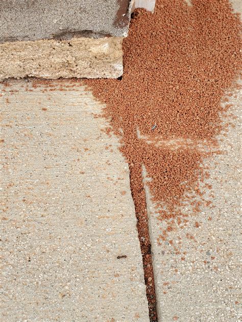 Are these ants or termites? Asking for my wallet... : r/whatsthisbug