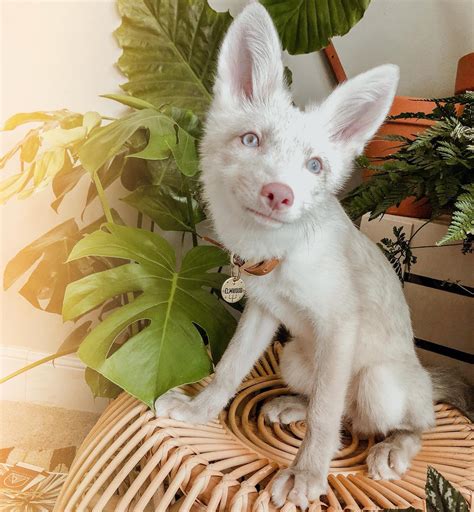 yay elmwood foxxo looking cute : r/yayfoxxo