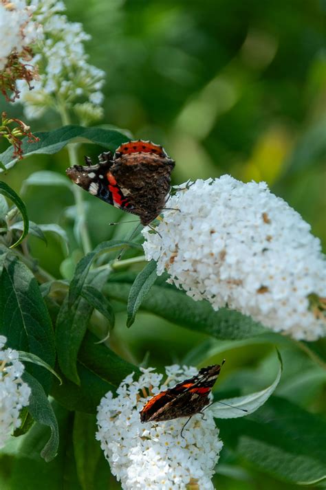 Vanessa Videl Anal Photos, Download The BEST Free Vanessa Videl Anal