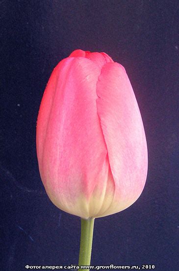 growflowers.ru -> фотографии // Кузьмин Николай Иванович // каталог и ...