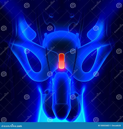 Pubic Symphysis Anatomy stock illustration. Illustration of pain - 50003683