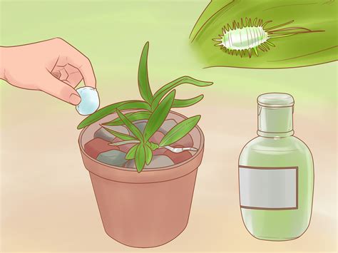 orchids how to care for after flowering 6