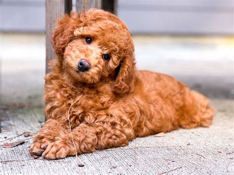 MagPie Poodles - Red Poodle