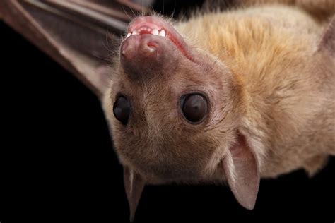 28 Types Of Bats: The Cutest Bat Species (Names, Photos, And More ...