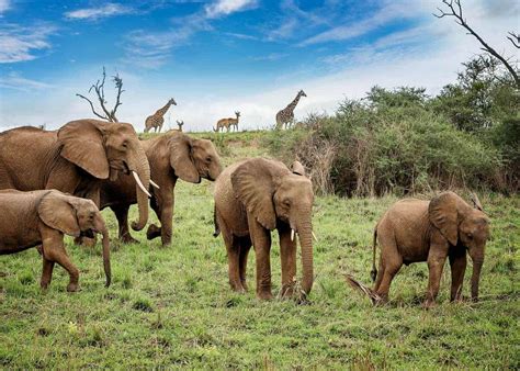 13 Fun Facts About African Bush Elephants: Habitat, Scientific Name ...