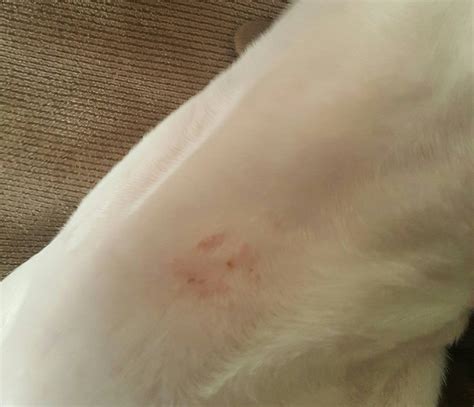 Why Does My Puppy Itch His Collar
