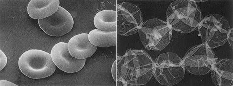 Эритроциты человека | molbiol.ru
