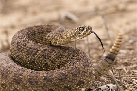 What Do Rattle Snakes Eat