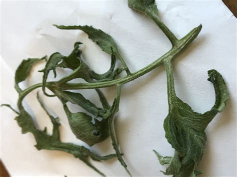 Curling Tomato Leaves – PlantDOC