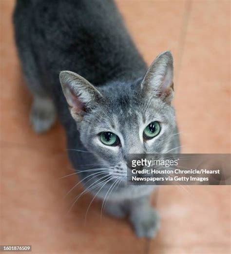174 Tabby Mix Stock Photos, High-Res Pictures, and Images - Getty Images