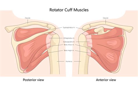 Rotator Cuff Muscles Anatomy Diagram, a Healthcare Illustration by AlexArt